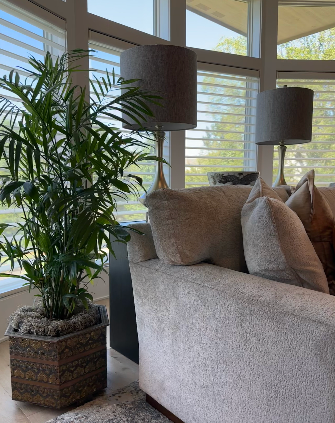 How to choose the right plant for your home