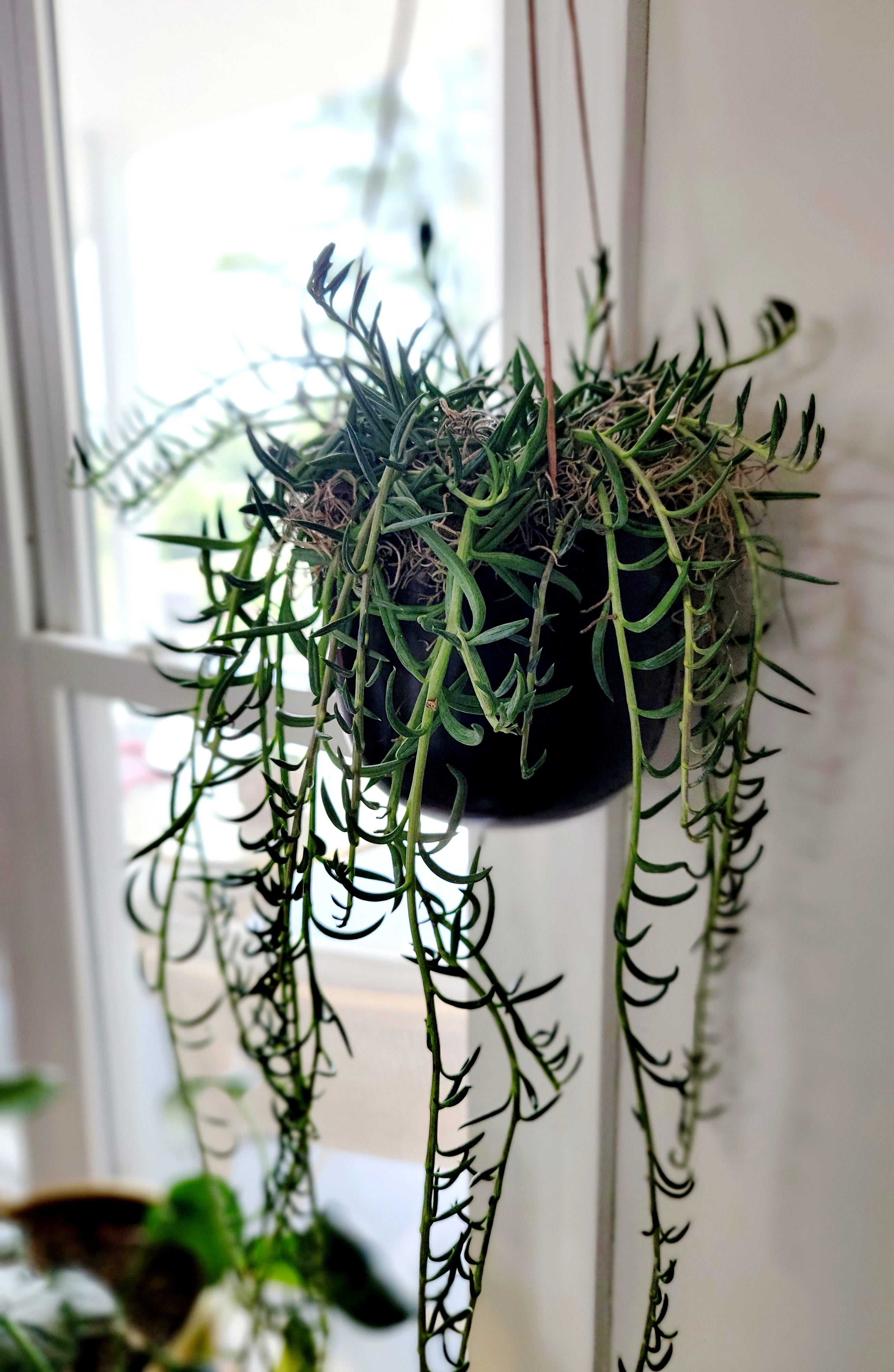String of Fishhooks styled in Bronze Hanging Planter