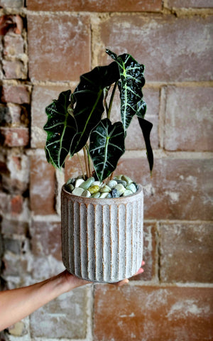 Calla Planter