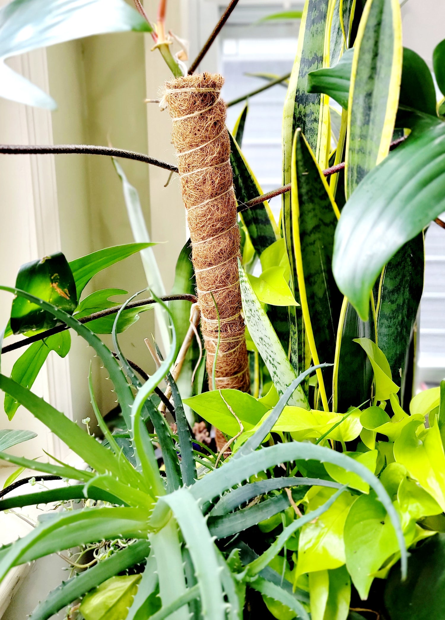 Coco Coir Plant Support Pole