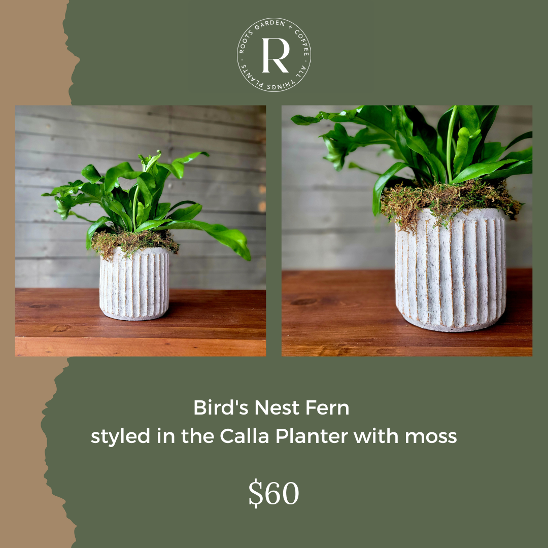 Bird's Nest Fern styled in Calla Planter