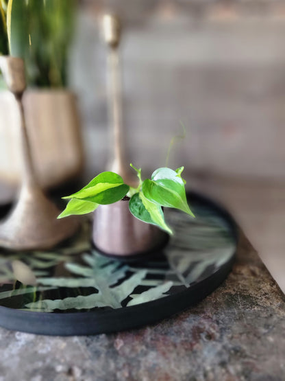 Garden Fern Tray