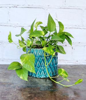 Loopy Planter