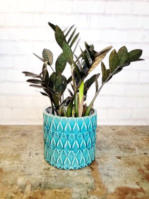 Loopy Planter