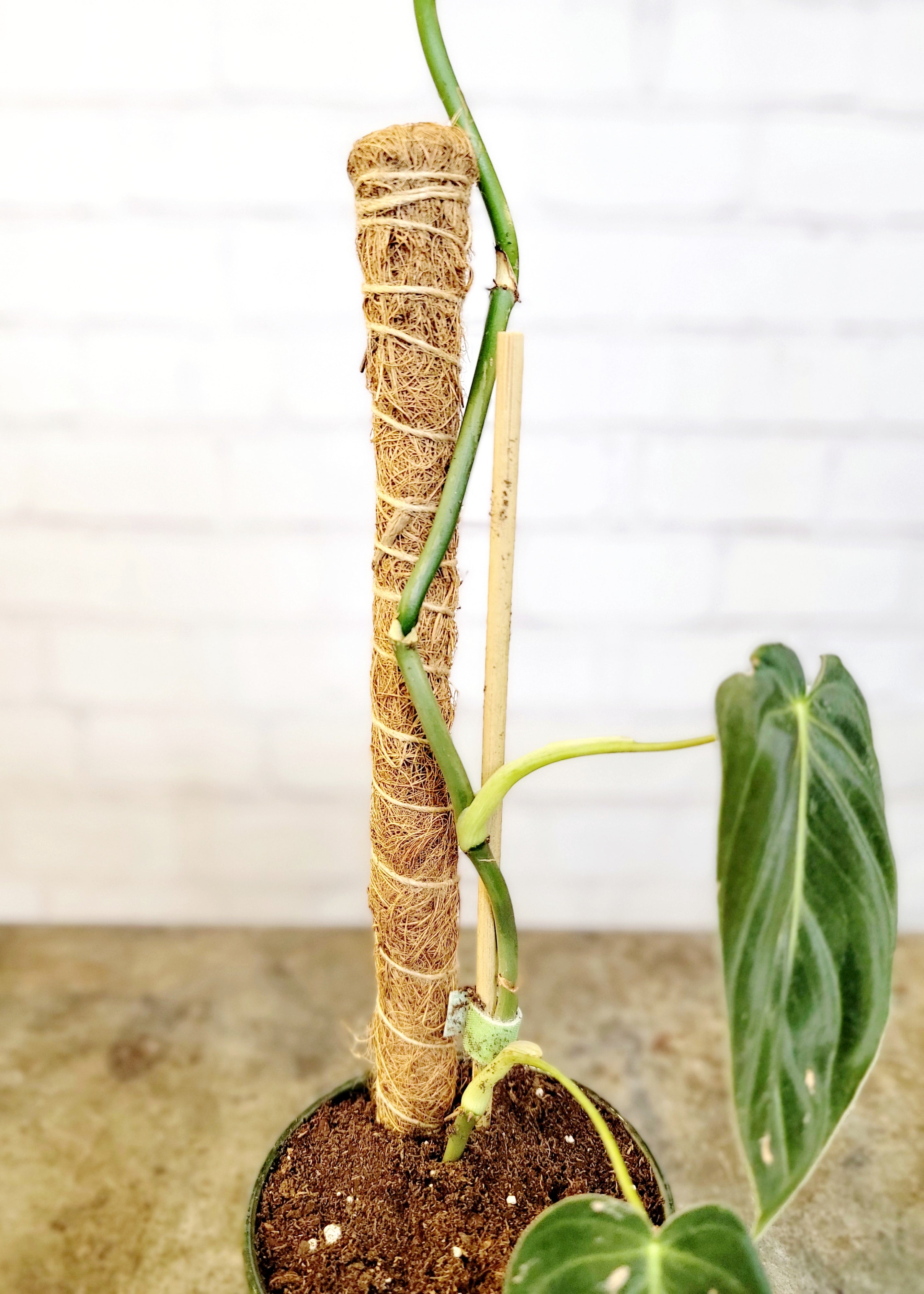 Coco Coir Plant Support Pole